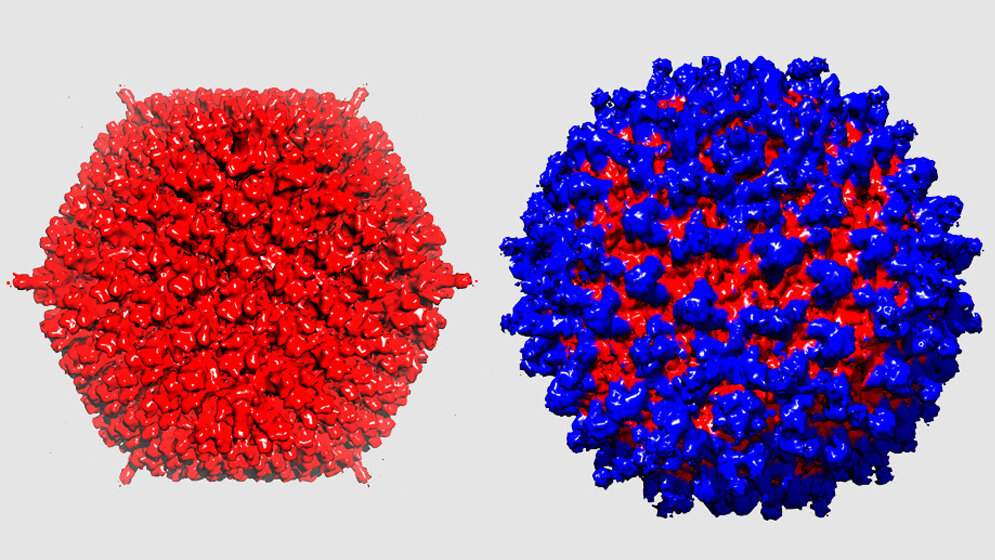 Adenovirus_tarnt_sich_Bild_UZH.jpg Das Adenovirus (links) tarnt sich