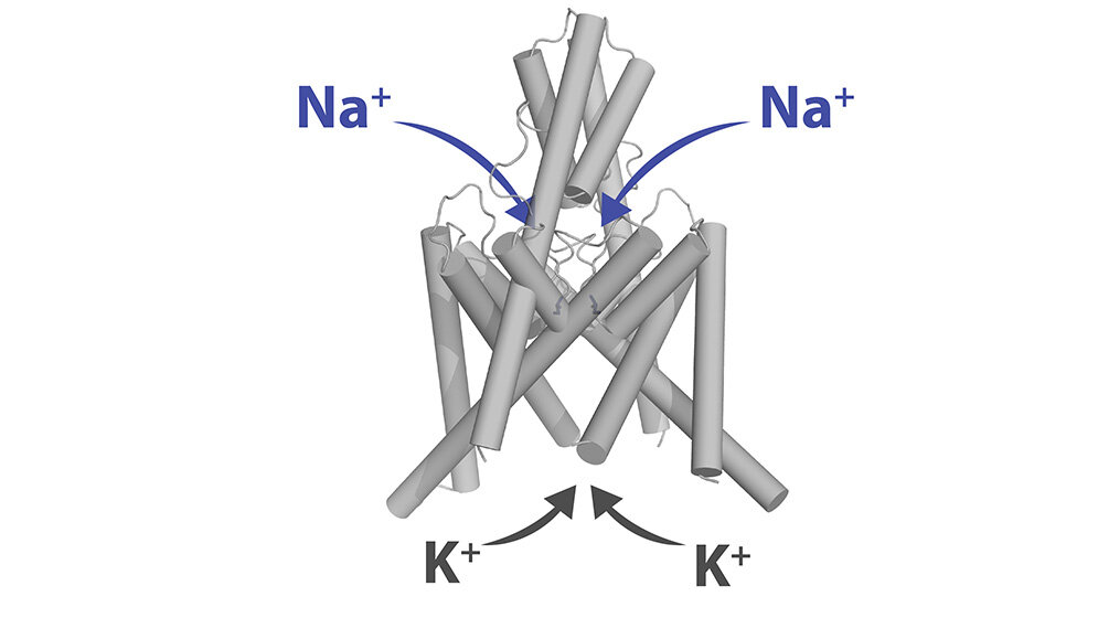 Kaliumkanal_TREK-1_Niels_Decher__Philipps-Universitaet_Marburg.jpg Kaliumkanal