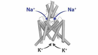 Kaliumkanal_TREK-1_Niels_Decher__Philipps-Universitaet_Marburg.jpg Kaliumkanal
