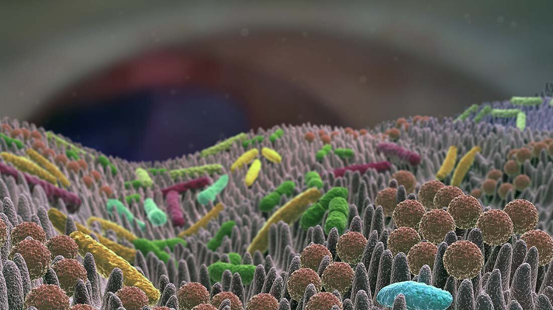 Stammzellen_Duenndarm.jpg