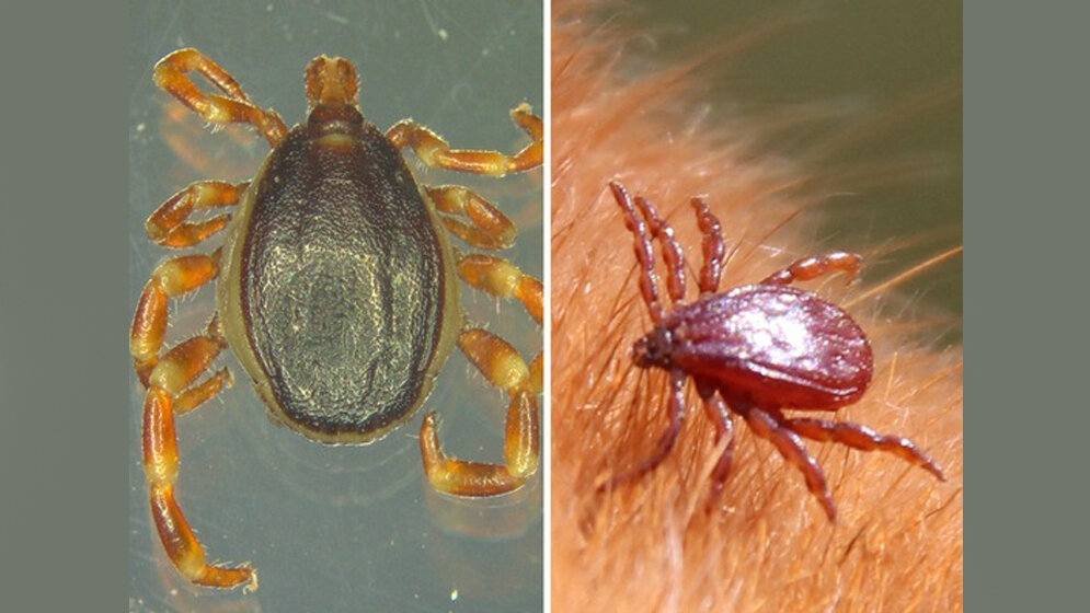 Aufruf zum zweiten für Hyalomma und Braune Hundezecke