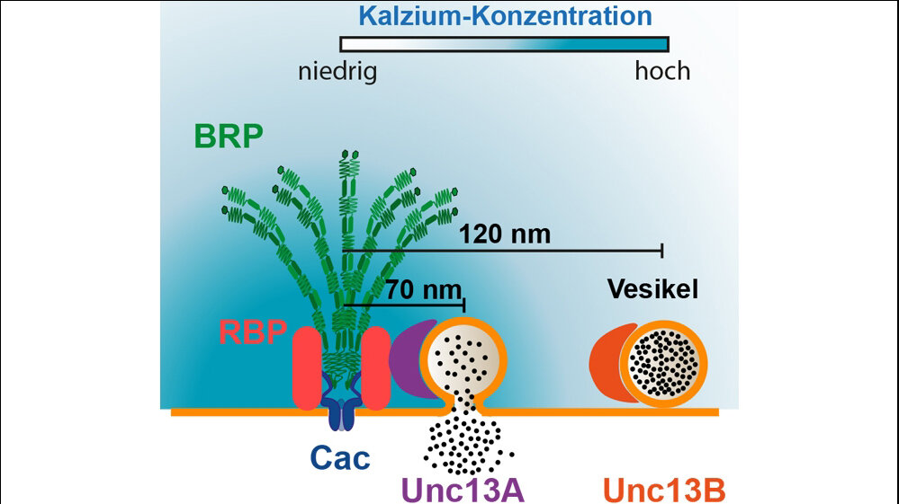 Illustration_der_Neurotransmitter_18082016.jpg Illustration der Neurotransmitter
