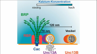 Illustration_der_Neurotransmitter_18082016.jpg Illustration der Neurotransmitter