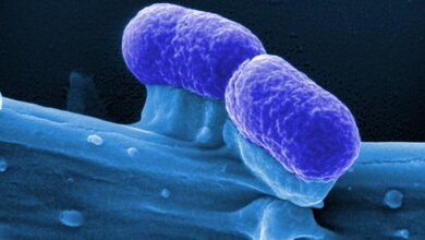 Probiotische E. coli-Bakterien 
