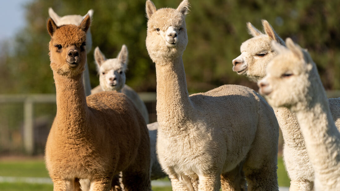 Alpakas.jpg Alpakas