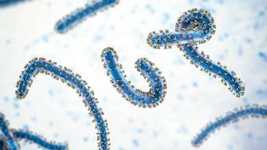 Marburgvirus Grafik eines Virus