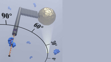 Die Forscherinnen und Forscher haben einen DNA-Rotorflügel konstruiert