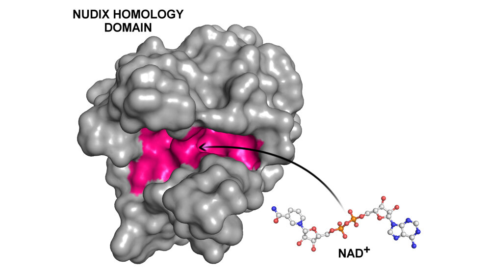 Das kleine Molekül NAD⁺ 