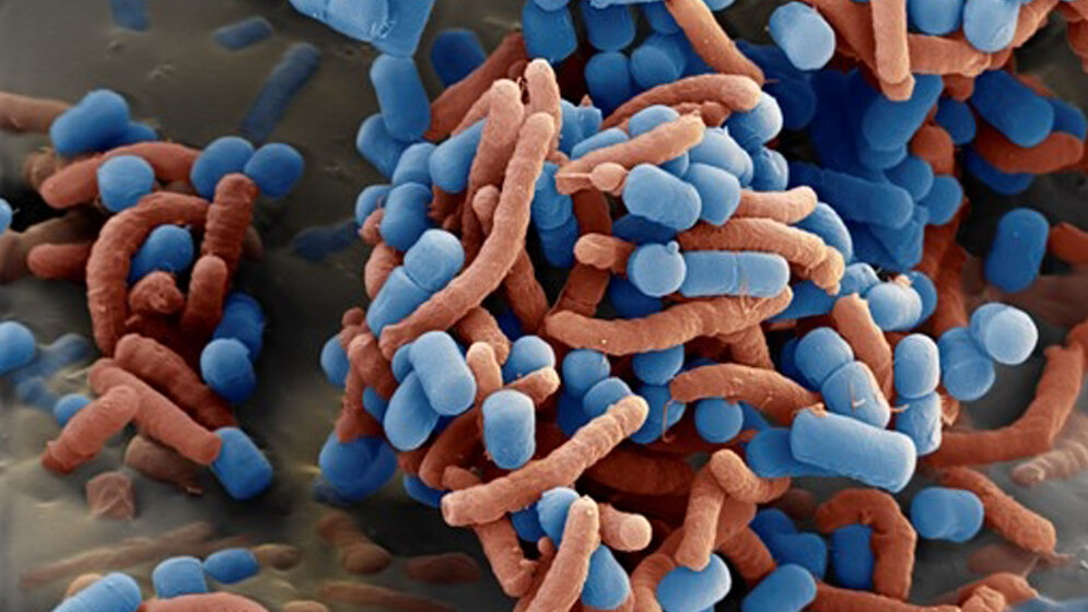 Lactobacillus reuteri 