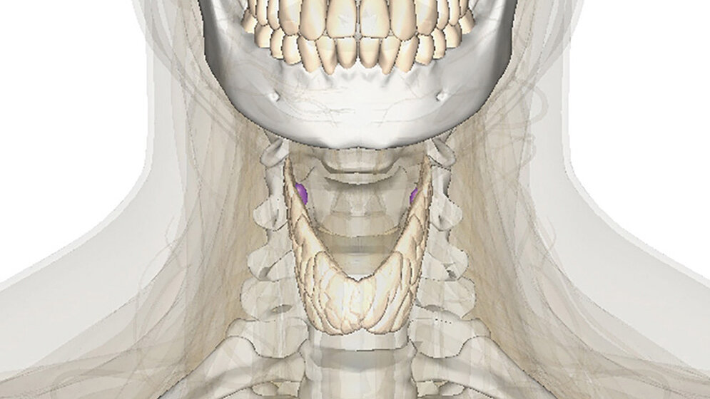 Das 1x1 der Schilddrüsendiagnostik