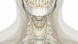 Das 1x1 der Schilddrüsendiagnostik
