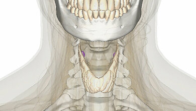 Das 1x1 der Schilddrüsendiagnostik