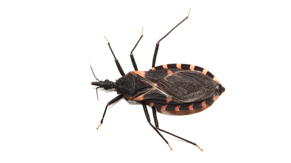 Triatoma_sanguisuga.jpg Bild von Triatoma sanguisuga, einer der Überträger der Chagas-Krankheit..