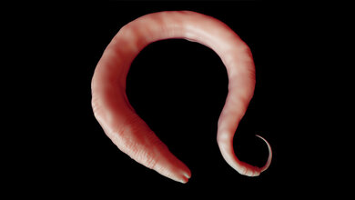 Fadenwurm C. elegans