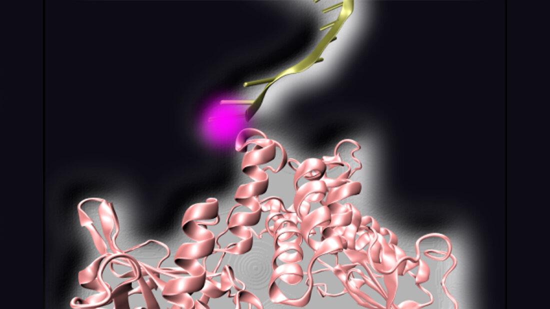 LMU.jpg DNA wird durch einen Lichtpuls abgetrennt