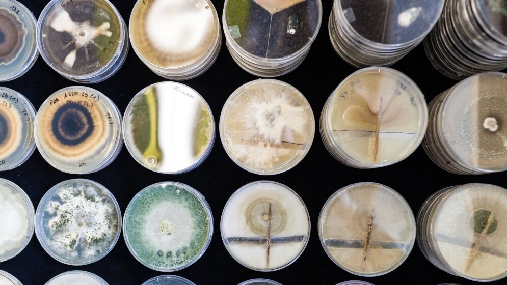 Photodynamischer Effekt