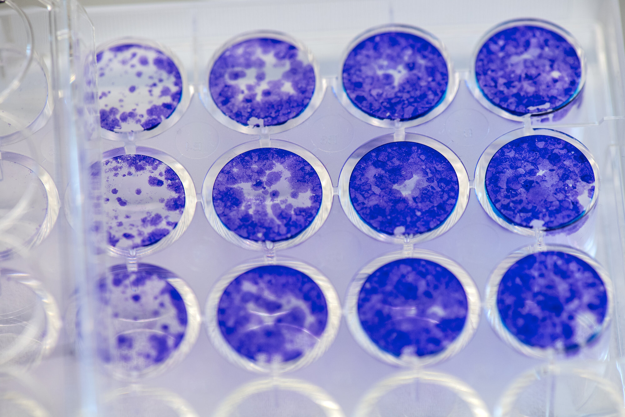 Colony Formation Assays