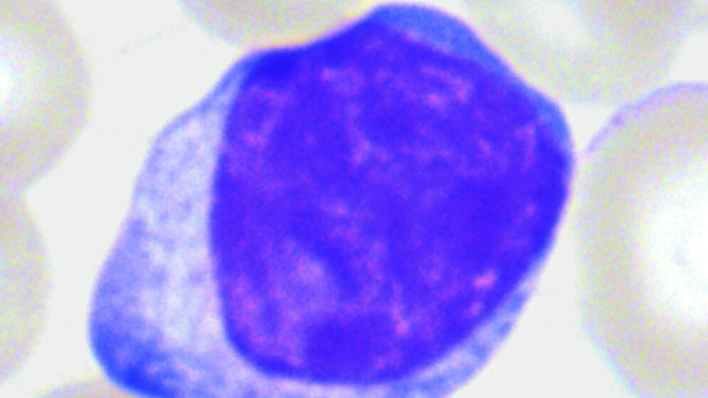 Morphologie Effektorzellen des humoralen Immunsystems
