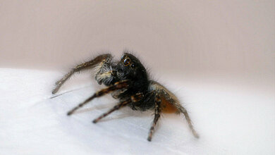 Angst wirkt sich auf Immunsystem aus