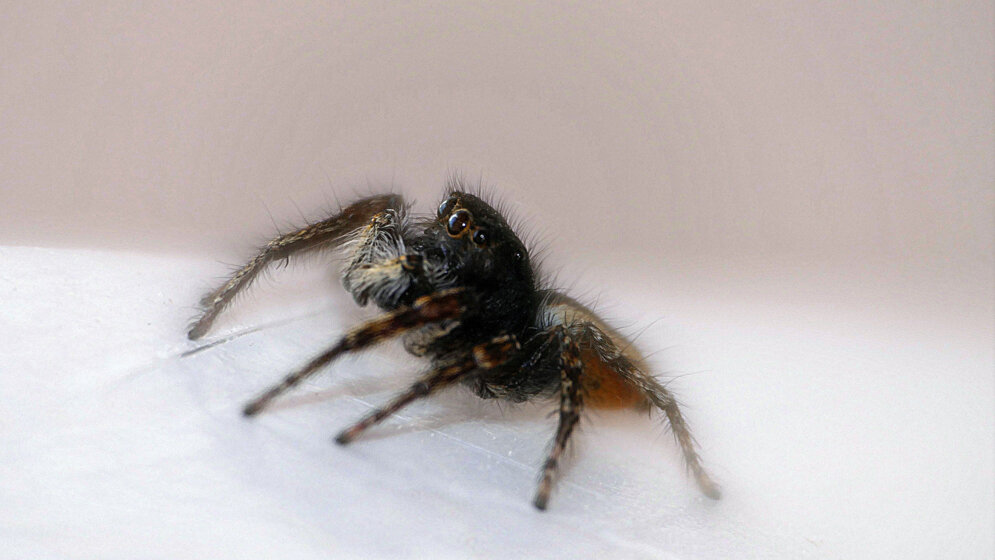 Angst wirkt sich auf Immunsystem aus