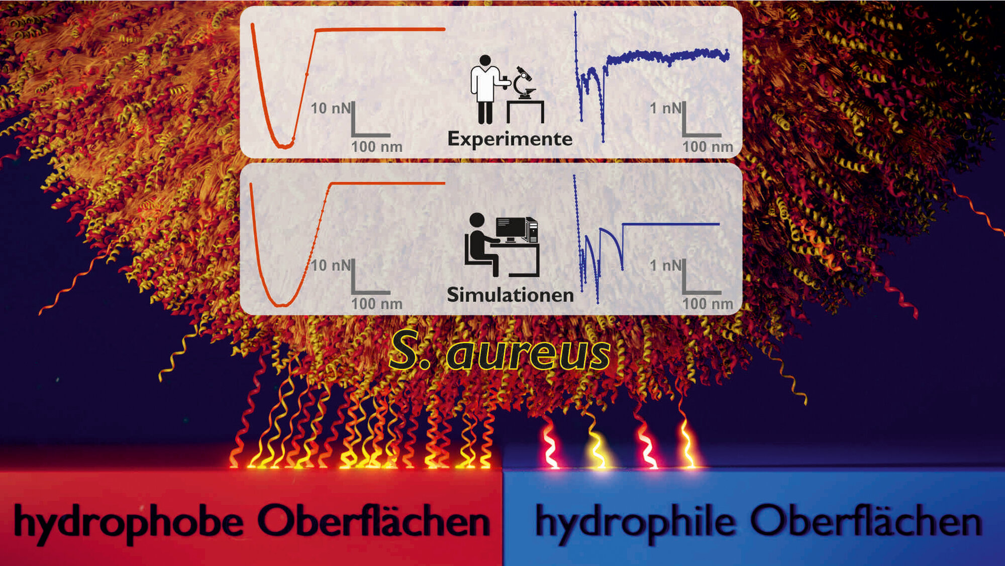 Staphylococcus_aureus_Oberflaeche.jpg Prinzip des Haftmechanismus