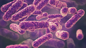 Bartonella-henselae-Bakterien