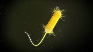 Pseudomonas aeruginosa