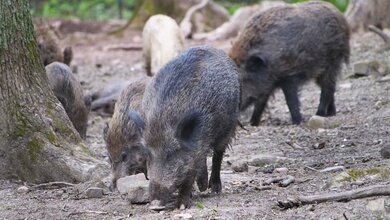 Wildschweine