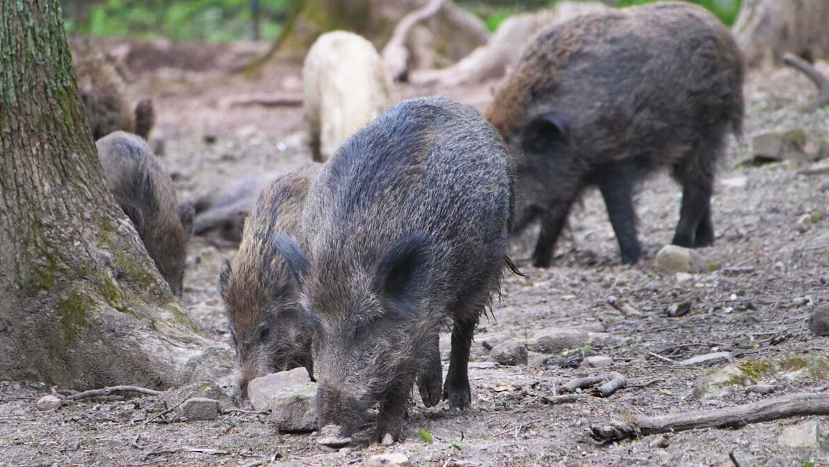 Wildschweine