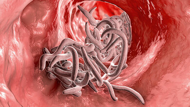ParasiteWeb® geht online