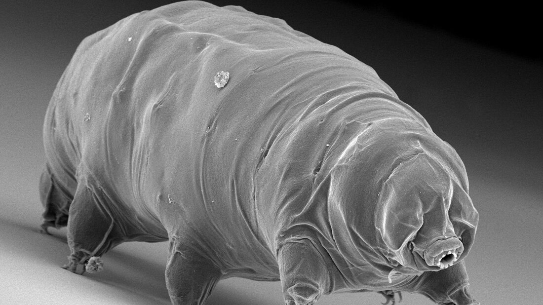 Baertierchen.jpg Bärtierchen