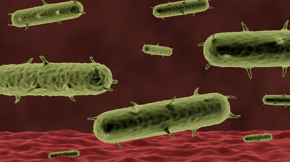 Yersinia pestis