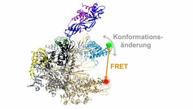 Dreidimensionale Architektur einer RNA Polymerase.