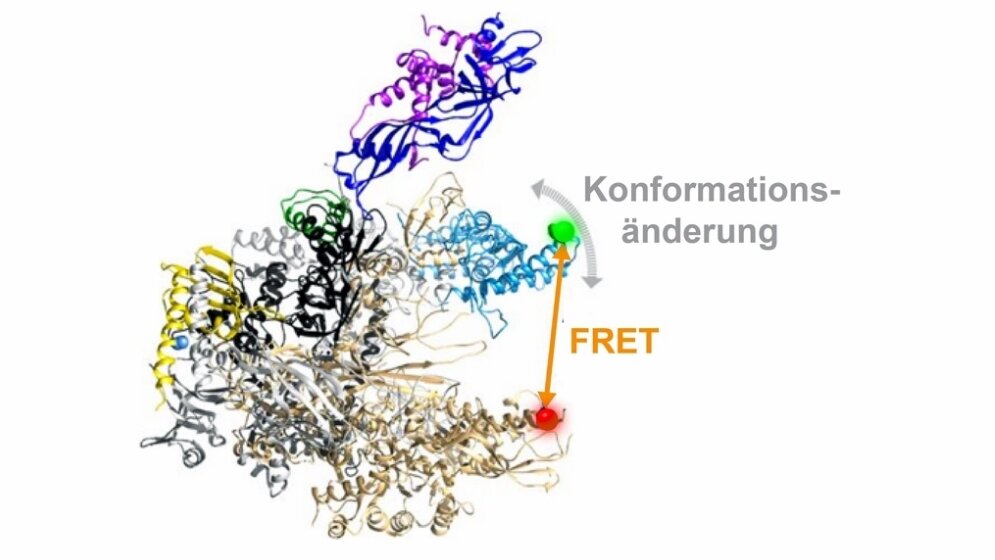 Dreidimensionale Architektur einer RNA Polymerase.