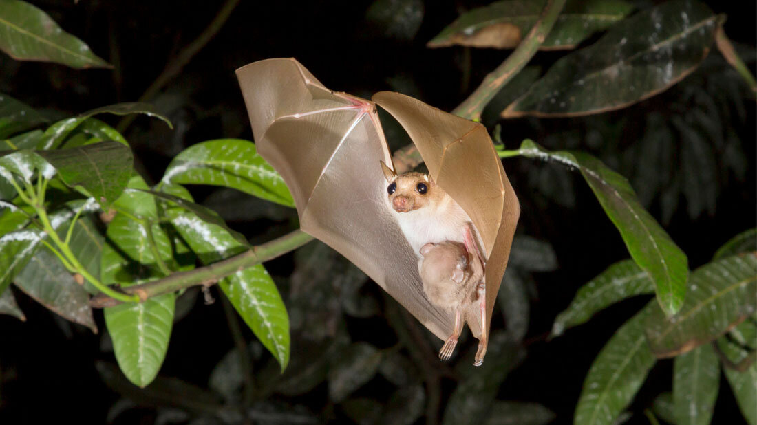 Fledermaus in Ghana
