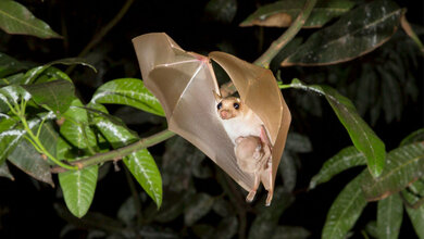 Fledermaus in Ghana
