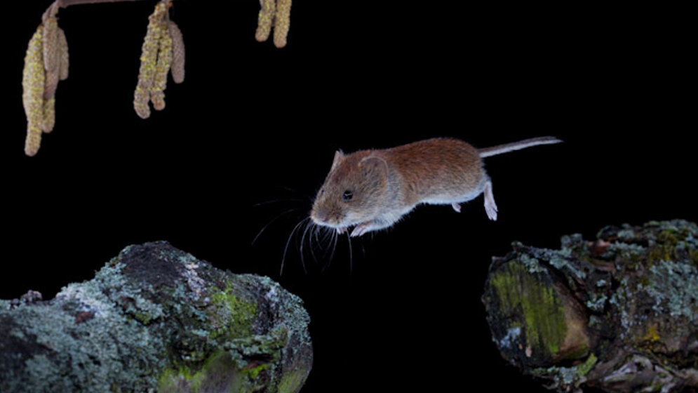 Roetelmaus_Von_C_Robiller_naturlichter_de_Hyla_meridionalis_Selbst_fotografiert_CC_BY_SA_3_0_wikimedia.jpg Rötelmaus