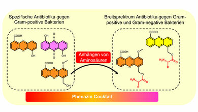 Beispiele des Phenazin Cocktails