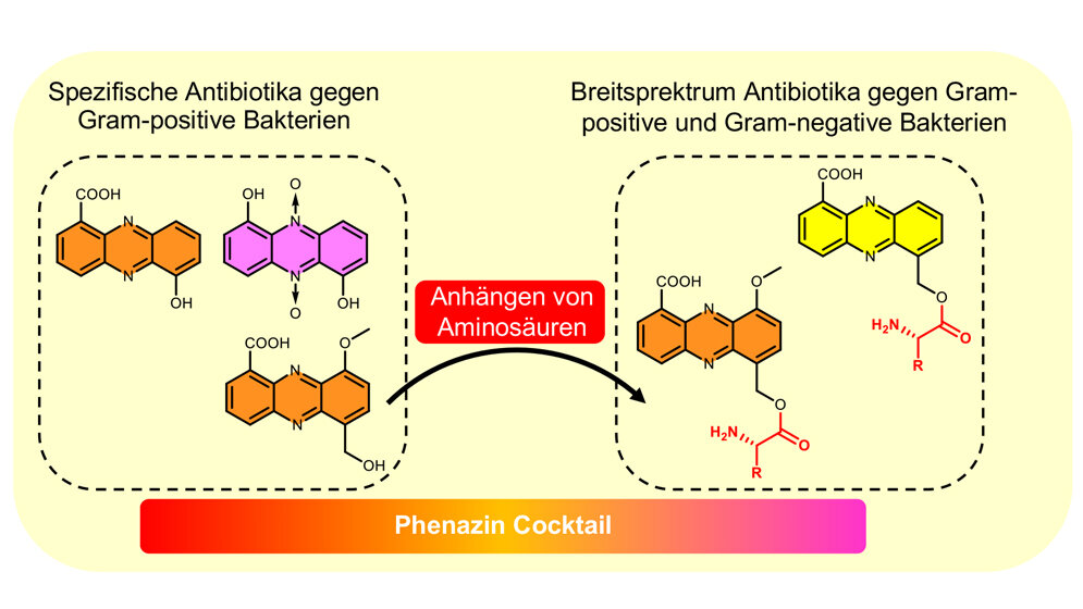 Beispiele des Phenazin Cocktails