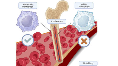 Grafische Darstellung, wie embryonale Makrophagen die Bildung von Blutstammzellen im Knochenmark beeinflussen und damit die lebenslange Produktion von Blutzellen.