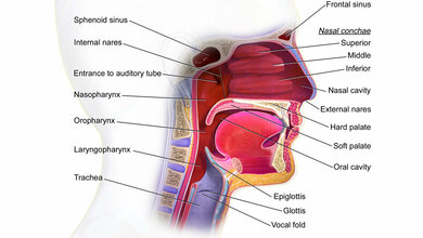 Strukturen von Mund und Rachen