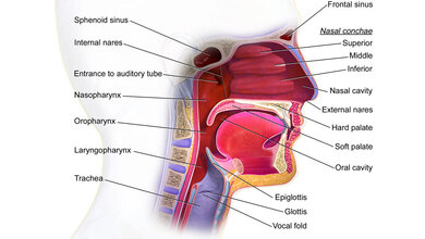 oropharyngeal_Blaus.jpg Strukturen von Mund und Rachen