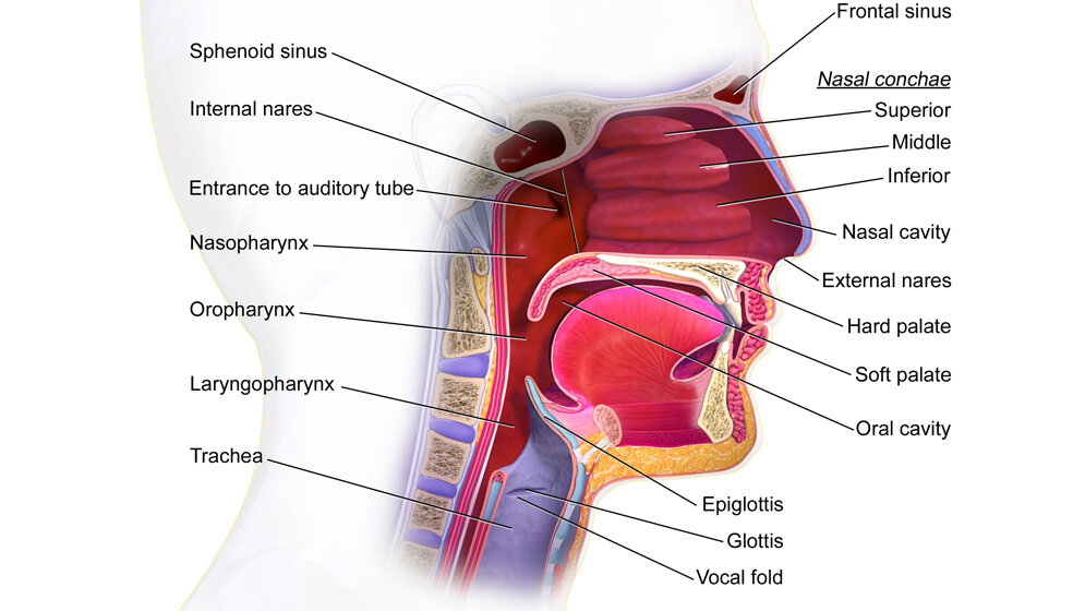 Strukturen von Mund und Rachen