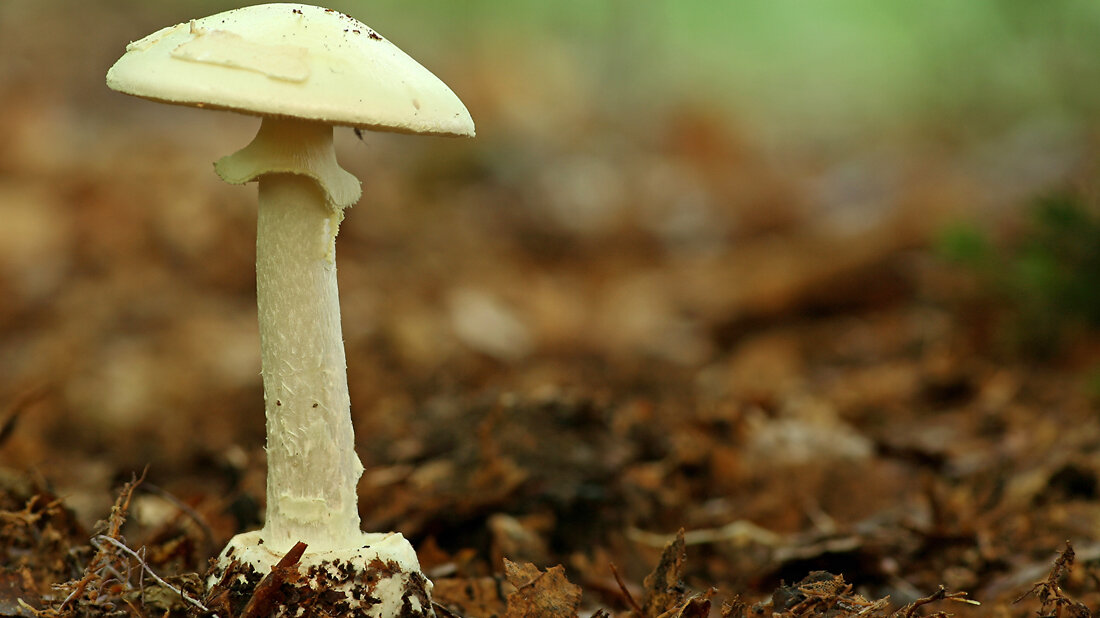 Knollenblätterpilz