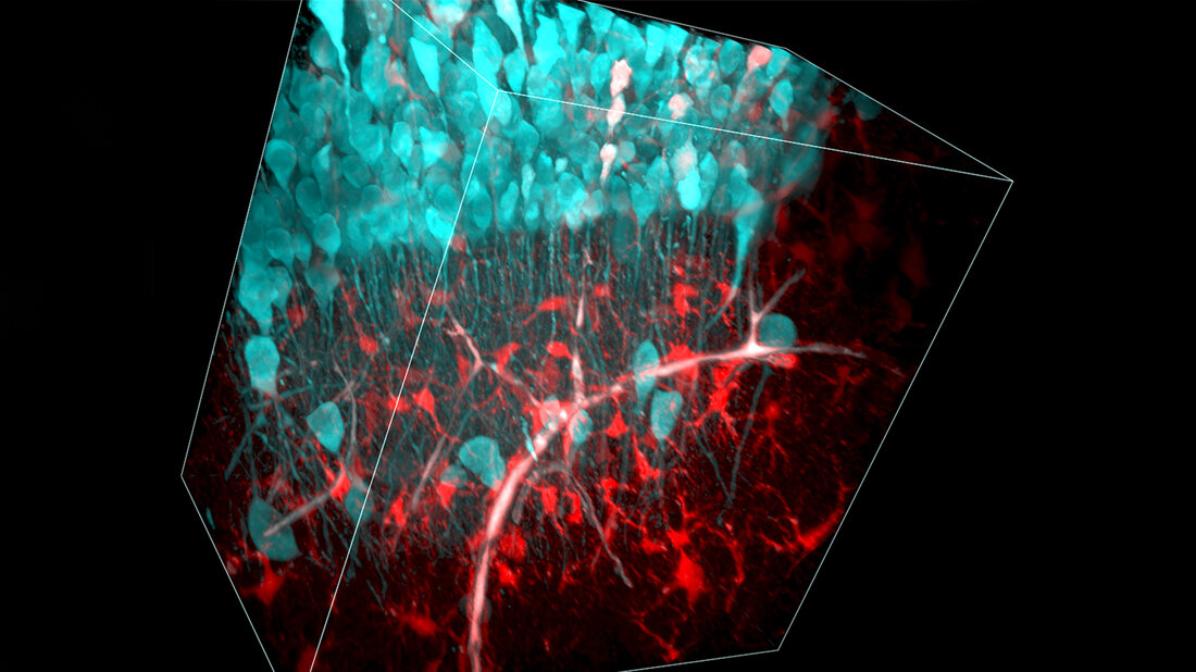 3D-Rekonstruktion eines optischen Stapels von Multiphotonen-Bildern des Hippocampus