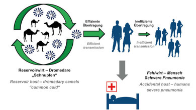MERS-Pandemie?