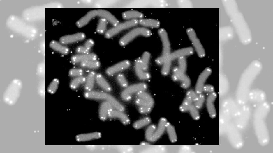 Chromosomen, Telomere (Weiß) 