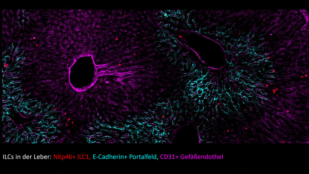 Lebergewebe_Uni_Wuerzburg.jpg Lebergewebe mit angeborenen Immunzellen