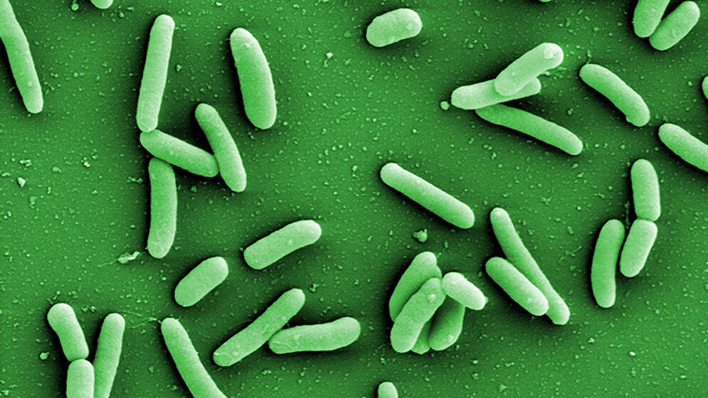 Die neue Software Traitar 