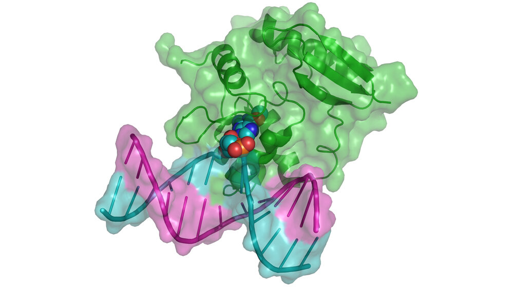 O6-Methylguanin-DNA-Methyltransferase 